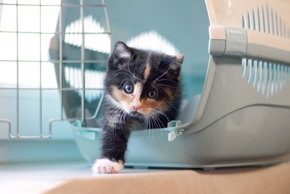 Surgical Services in Windsor