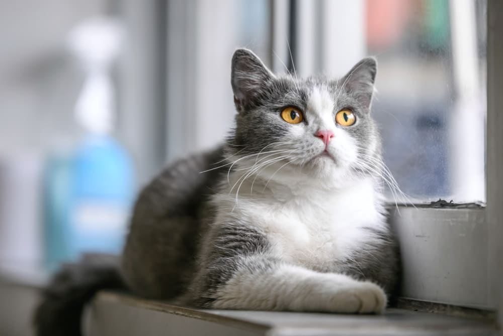 Wellness Care Services in Windsor